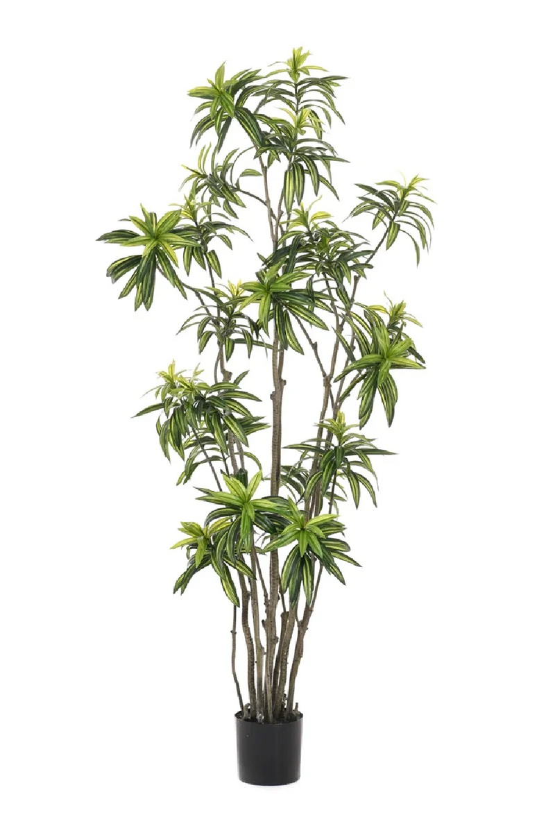 Multi-Stemmed Faux Plants - M (2) | Emerald Dracaena | Woodfurniture.com